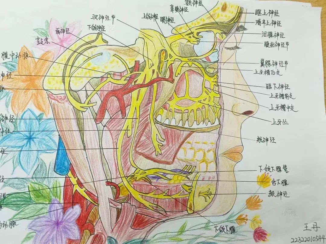 best365体育官网登录入口护理与健康学院 医学绘图 我有画说 解剖绘图大赛