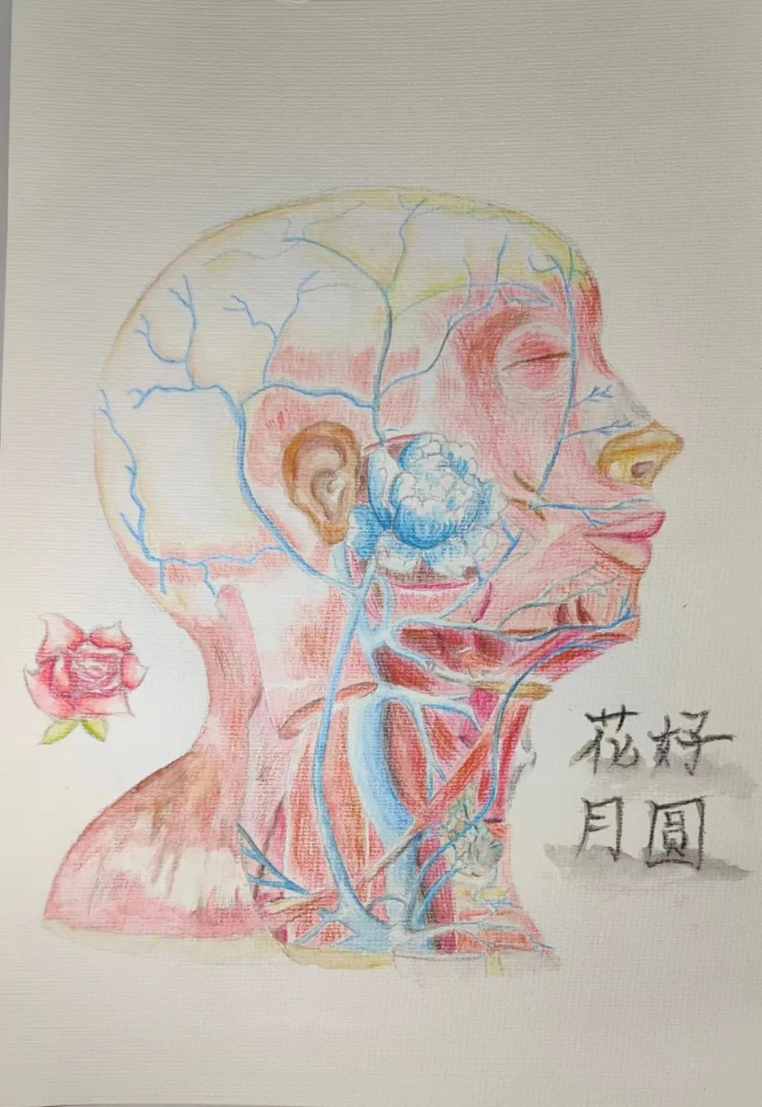 best365体育官网登录入口护理与健康学院 医学绘图 我有画说 解剖绘图大赛