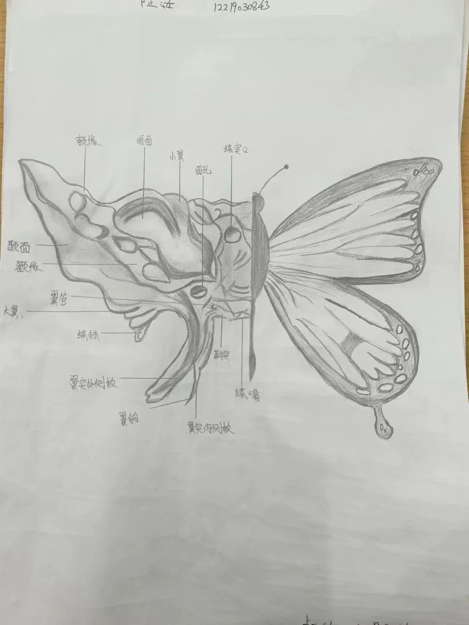 best365体育官网登录入口护理与健康学院 医学绘图 我有画说 解剖绘图大赛